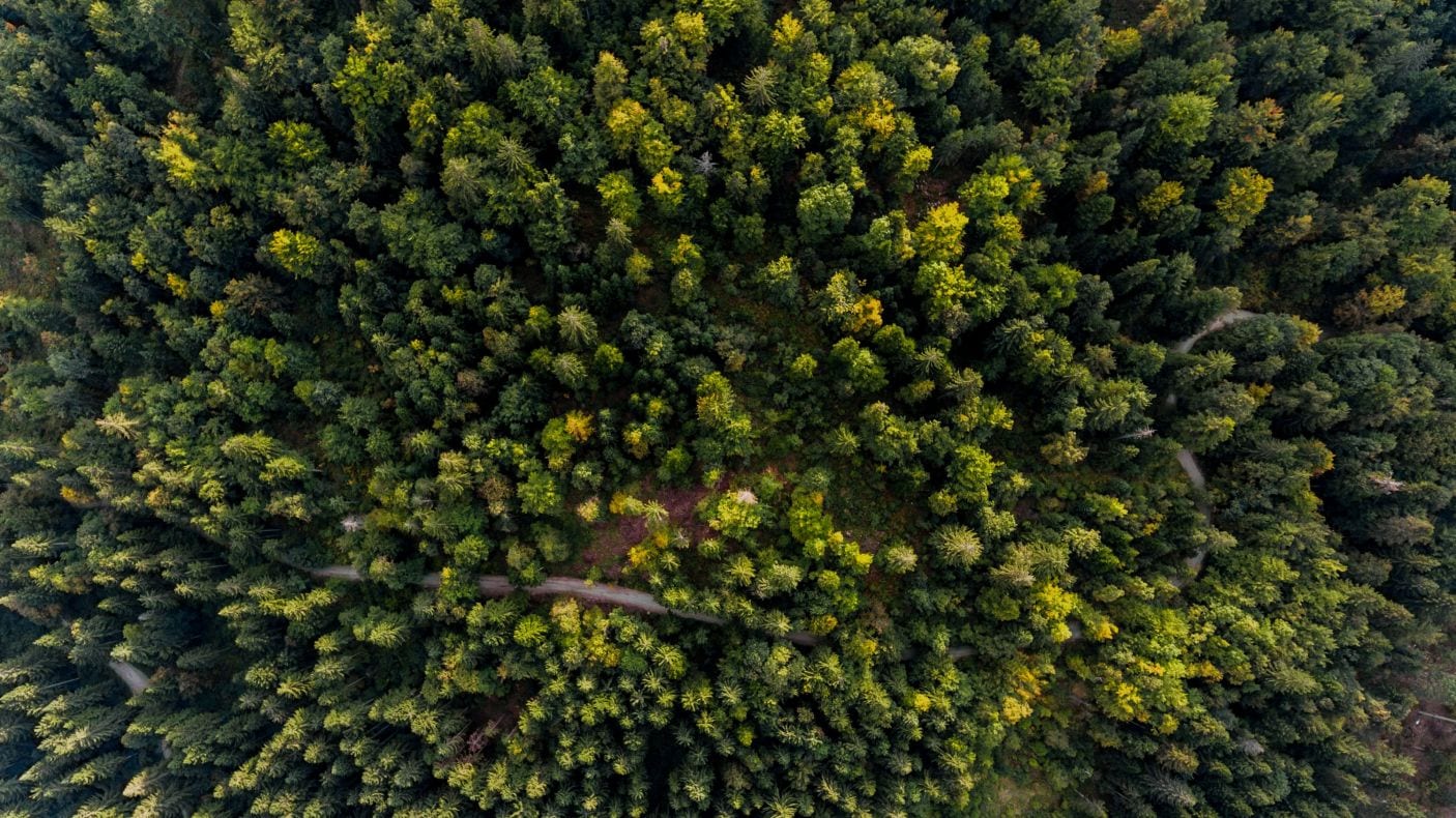 Bäume pflanzen und Flächen aufforsten (Quelle: hoepke.de/goesgreen)