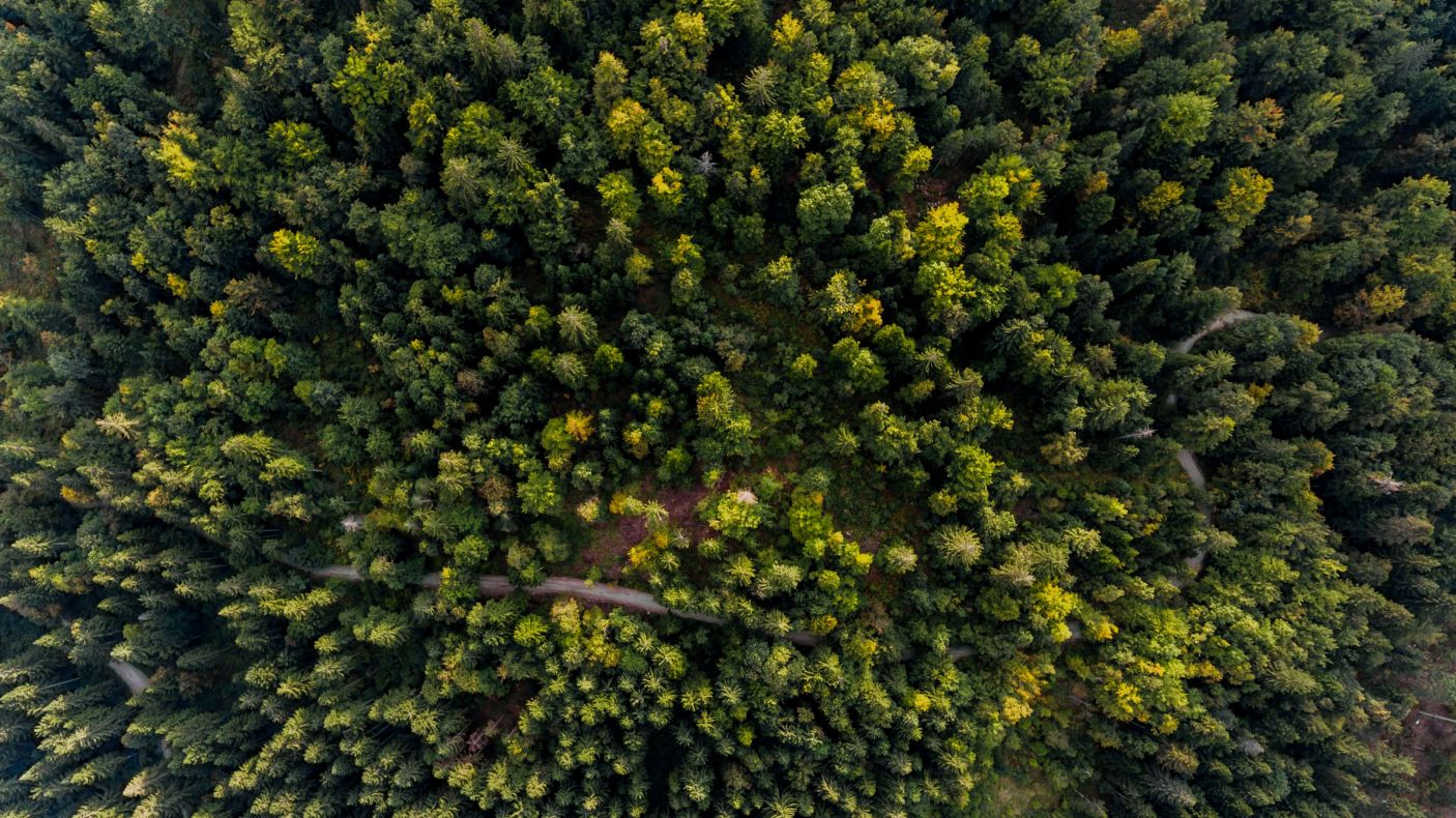 Bäume pflanzen und Flächen aufforsten (Quelle: hoepke.de/goesgreen)